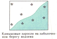 Условные знаки для топографических планов - Примеры сочетания изображений растительности, грунтов и сельскохозяйственных угодий | geosar.ru